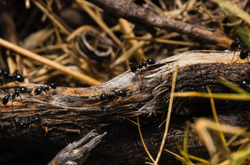 Large ants walking along a small log