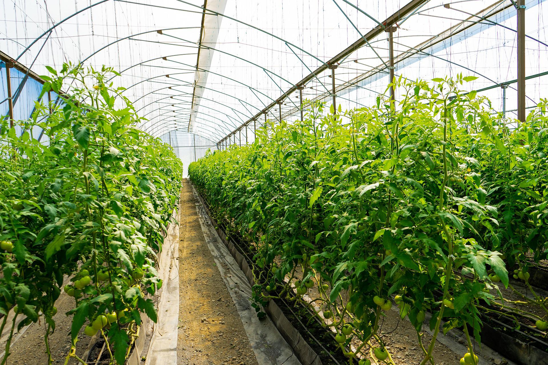 Green house with two rows of tomato plants growing up suspended wires towards the roof