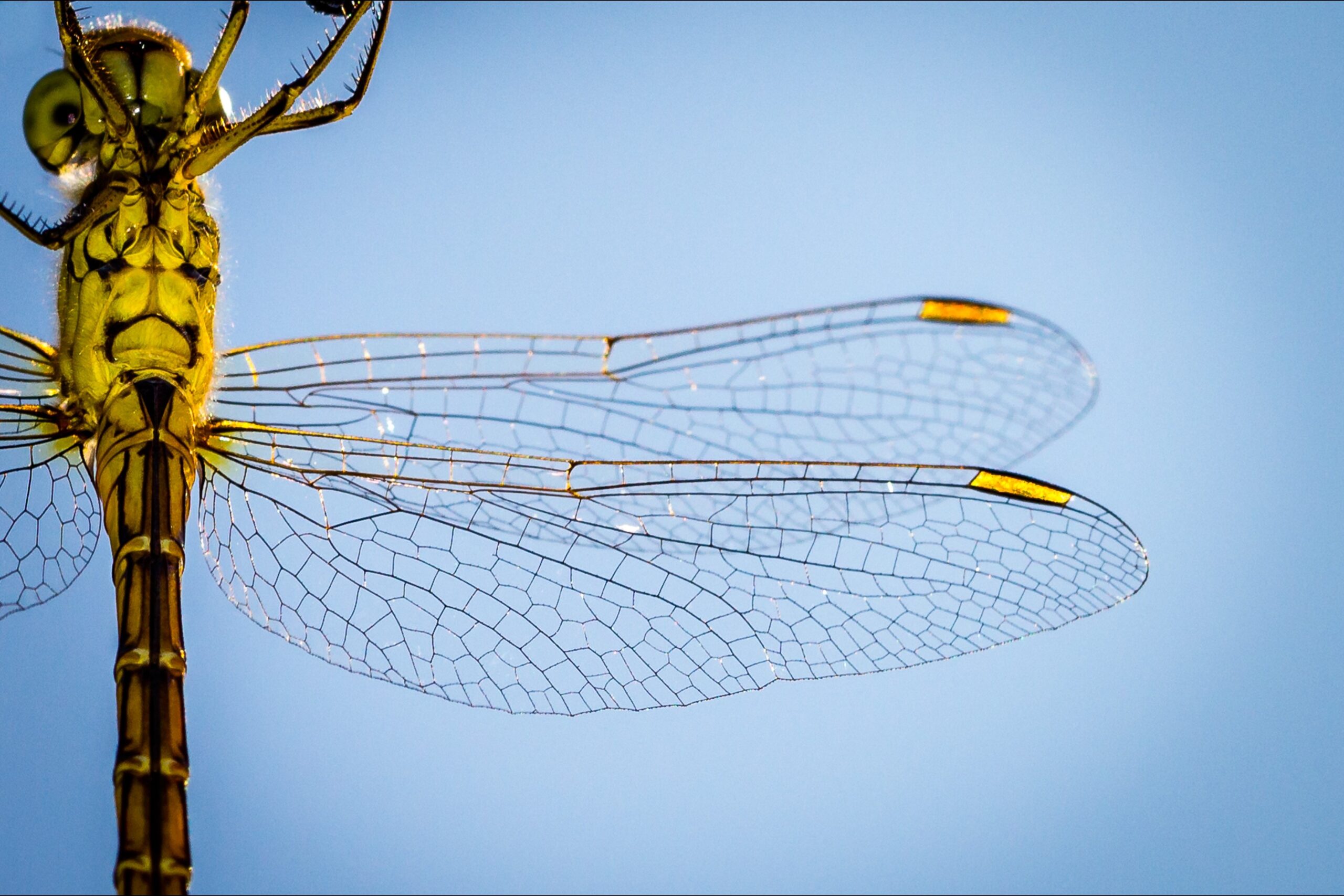 Closeup of a dragonfly thorax and wings