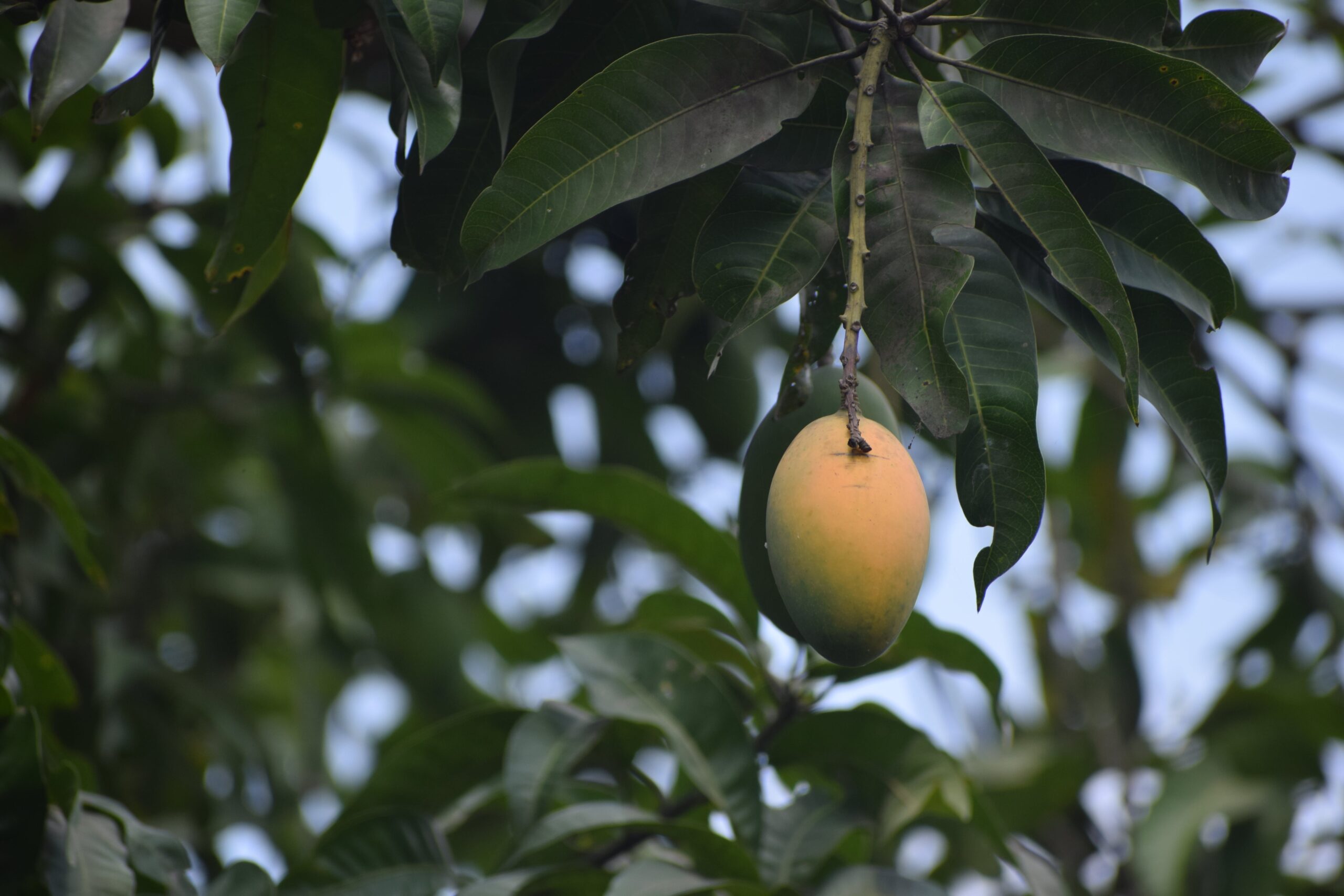 Ripe mango hanging in a mango tree